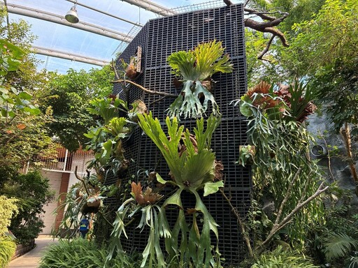 探索台灣蕨類王國歷史 典藏植物園「蕨」對好看
