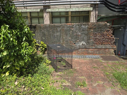 暖暖托嬰中心周邊流浪犬聚集 基市府該呼籲民眾勿餵養