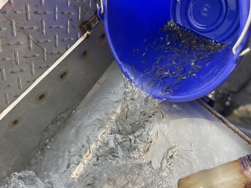 60萬尾魚苗放回大海 中市松柏漁港魚苗放流體驗海洋生態