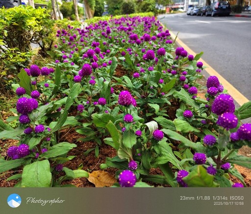 小名圓仔花 千日紅遠觀近看兩相宜