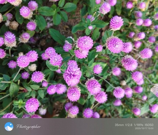 小名圓仔花 千日紅遠觀近看兩相宜