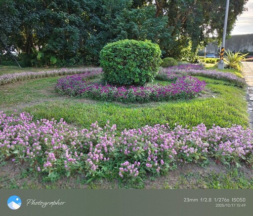小名圓仔花 千日紅遠觀近看兩相宜