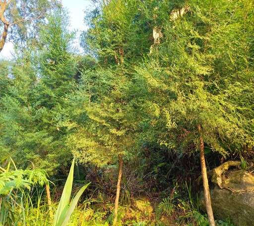 植林減碳 北市撫育森林增進碳吸存