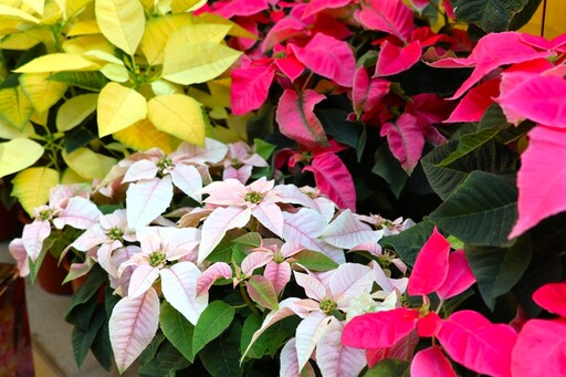 600盆聖誕紅打造溫馨花海 科博館植物園推出《繽紛花聚》聖誕紅展