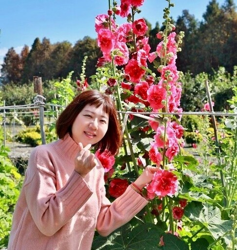 萬棵蜀葵花迎春盛開 彰化田中窯藝術與自然完美結合