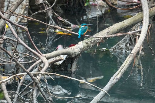 改善成果亮麗 瓦磘溝綠意盎然 魚群爆量生物多元