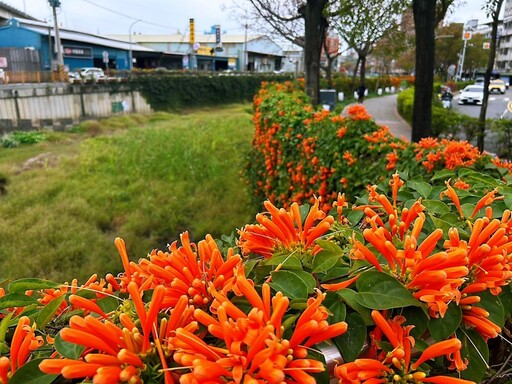 炮仗花盛開 白鷺鷥覓食 鴨母港溝春遊賞花好去處