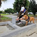 更新安全圍籬 綠寶石寵物公園讓毛孩盡情奔跑