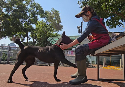 助飼主解決疑難雜症 新北辦犬隻行為訓練教學