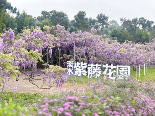 紫藤花盛開 滬尾休閒農業區一日遊賞花趣