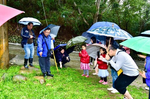 維護鐵砧山蒲公英棲地 中市觀旅局生態保育新進展