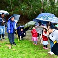 維護鐵砧山蒲公英棲地 中市觀旅局生態保育新進展