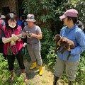 新北查獲新店非法繁殖場 業者罰處117萬元