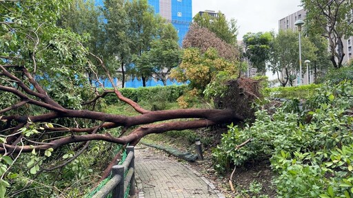 修剪綠廊路樹備戰 新北汛期減災超前部署