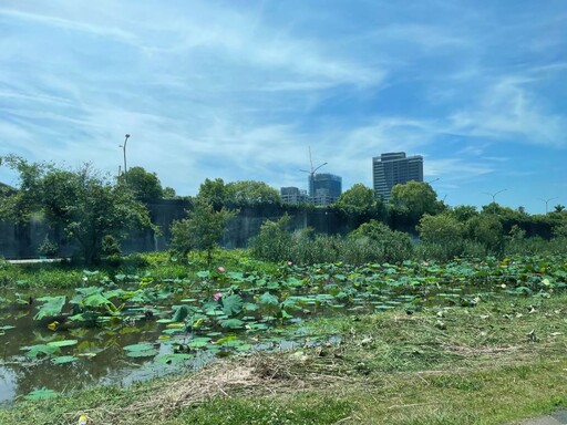 荷花盛開 大漢溪新海濕地自然美景詩意濃