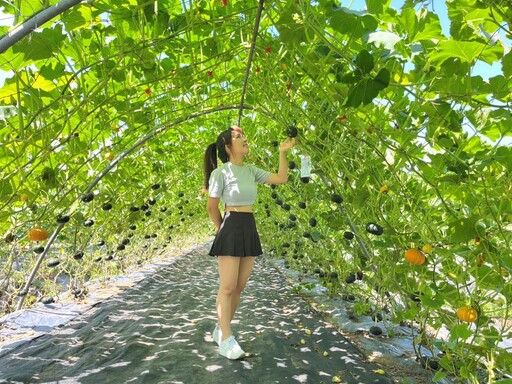 淡水熱門景點 全台最長南瓜隧道免費參觀