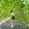 淡水熱門景點 全台最長南瓜隧道免費參觀