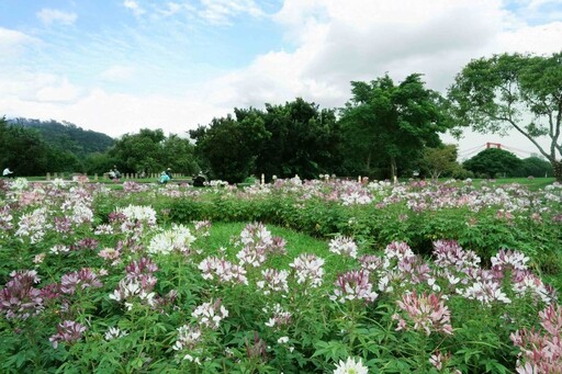 新北河濱蝶戀季週末登場 專屬驚喜送愛媽媽隨行花袋