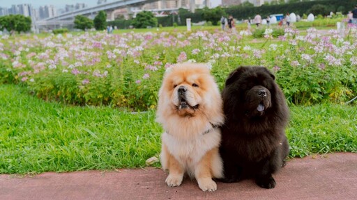 共遊花園秘境共譜奇幻 新北河濱蝶戀季・初夏奇境開箱