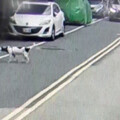 飼犬自套塑膠袋窒息亡 飼主疏於照顧罰1萬5千元