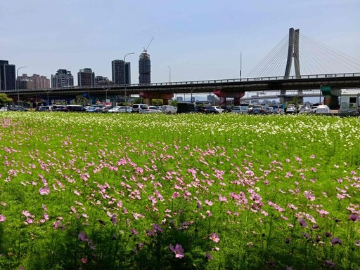 繽紛花海 新北河濱春日漫步夢幻花園