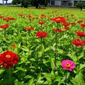 繽紛花海 新北河濱春日漫步夢幻花園