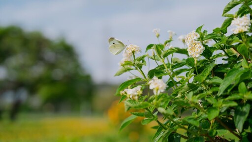 「感謝有你贈花活動」接棒登場 新北河濱蝶戀季展至5/25