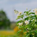 「感謝有你贈花活動」接棒登場 新北河濱蝶戀季展至5/25