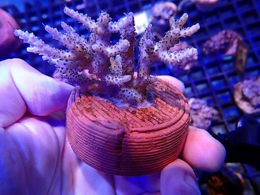 打造海洋永續新篇章 龍華攜手海大USR創新珊瑚復育低碳技術