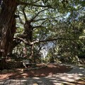 新北微笑山線百年榕園梵唱音樂會6/14療癒登場