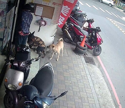 犬隻未繫繩擾民 飼主遭罰15,000元