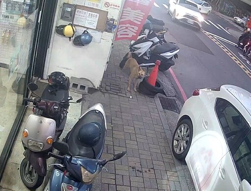 犬隻未繫繩擾民 飼主遭罰15,000元