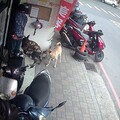 犬隻未繫繩擾民 飼主遭罰15,000元