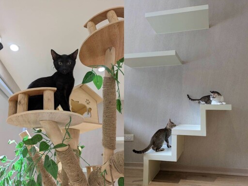 新手貓奴看過來!獸醫師提醒養貓前5個關鍵準備