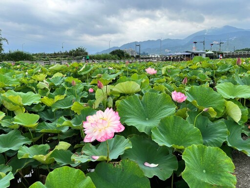 農村不遠走吧! 金山六三農再社區蓮花遊程即起報名