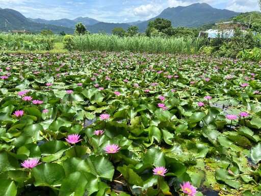 農村不遠走吧! 金山六三農再社區蓮花遊程即起報名