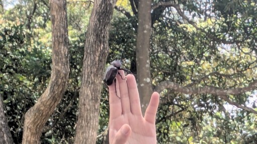 獨角仙起跑!藝起玩蘆竹 帶你探索自然 × 藝術 × 想像力7-9月暑期課程