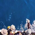 行願無盡愛地球 靈鷲山基隆嶼淨灘放流魚苗
