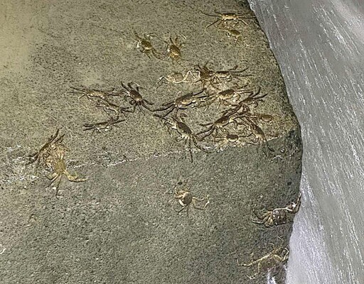 驚喜壓軸震撼畫面 碧潭堰「蟹」潮大爆發