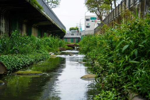 紅冠水雞築巢孵育新生命 中和藤寮坑溝藏「彩蛋」