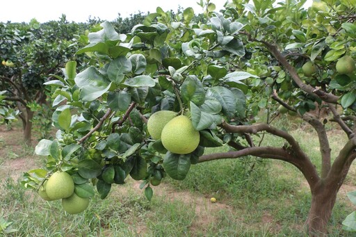 秋日八里最「柚」趣！ 跟著幸福柚走進田間採果、DIY、在地美食一次玩透透