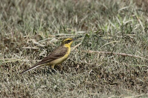 鳥類五星級度冬天堂 大漢溪濕地南遷首選休憩站