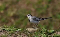鳥類五星級度冬天堂 大漢溪濕地南遷首選休憩站