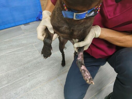 獸醫師妙手回春 「沙拉」腳傷康復盼有溫暖的家