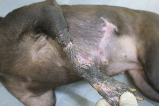 獸醫師妙手回春 「沙拉」腳傷康復盼有溫暖的家