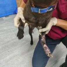 獸醫師妙手回春 「沙拉」腳傷康復盼有溫暖的家