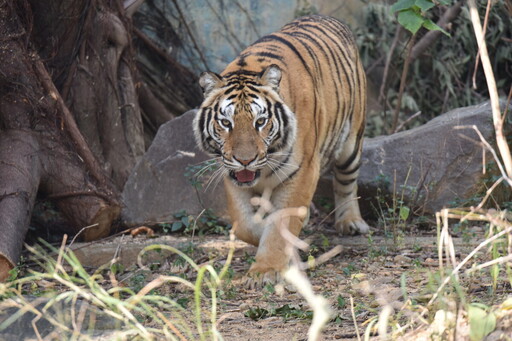 快來看動物家族新成員！ 竹市動物園借展六福村孟加拉虎
