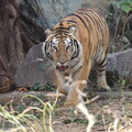 快來看動物家族新成員！ 竹市動物園借展六福村孟加拉虎