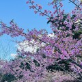 桃粉色遍佈滿山！寶山櫻花吸引上千遊客賭風采