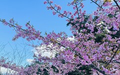 桃粉色遍佈滿山！寶山櫻花吸引上千遊客賭風采